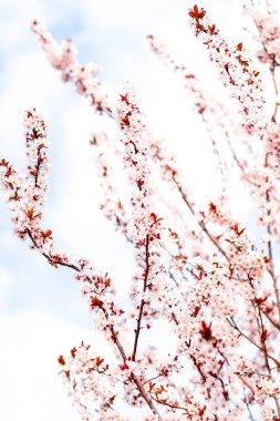 Bahar çiçek çiçeği, Doğa arka plan olarak pembe çiçekler