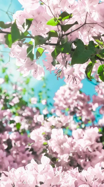 夢の庭でパステルピンクの咲く花と青空、フロー — ストック写真