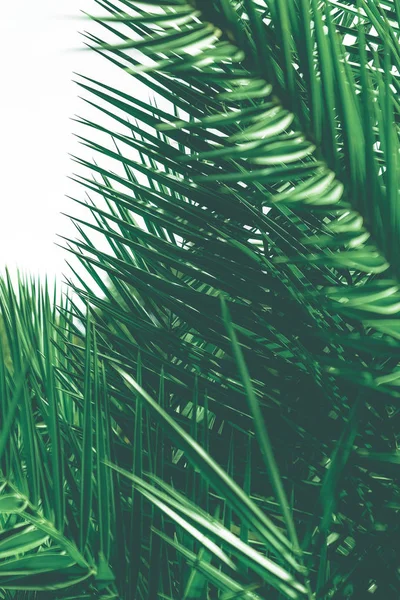 Tropikal palmiye yaprakları, çiçek arka plan — Stok fotoğraf