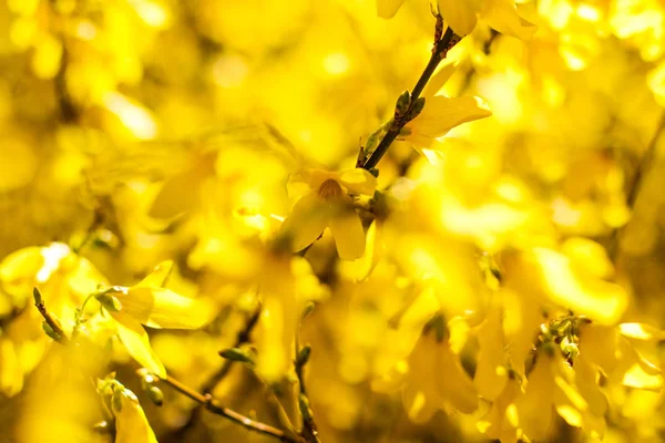 以美丽的黄色花朵和蓝天为背景 — 图库照片