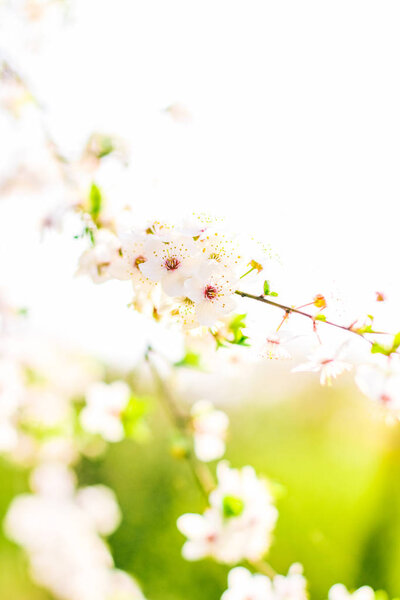 Cherry tree blossom in spring, white flowers as nature backgroun
