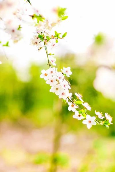Bahar kiraz ağacı çiçeği, doğa artalan olarak beyaz çiçekler — Stok fotoğraf