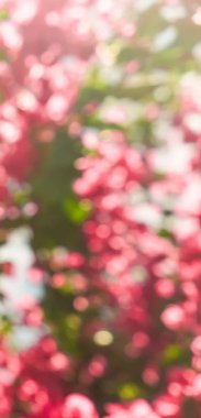 Mercan çiçeklenme çiçekler ve mavi gökyüzü, kadınsı tarzı arka plan