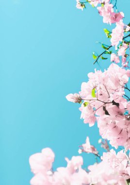 Bir rüya bahçesinde pastel pembe çiçeklenme çiçekler ve mavi gökyüzü, Flo