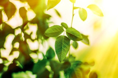 Baharda taze yeşil yapraklar