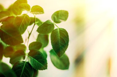 Baharda taze yeşil yapraklar