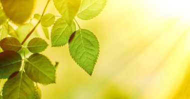 Baharda taze yeşil yapraklar