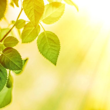 Baharda taze yeşil yapraklar