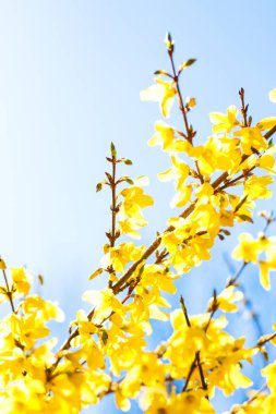 Güzel sarı çiçekler ve arka plan olarak mavi gökyüzü