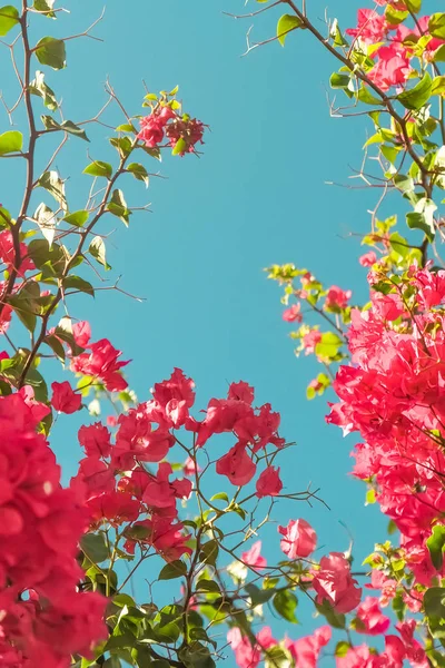 Mercan çiçeklenme çiçekler ve mavi gökyüzü, kadınsı tarzı arka plan