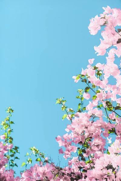 Bir rüya bahçesinde pastel pembe çiçeklenme çiçekler ve mavi gökyüzü, Flo