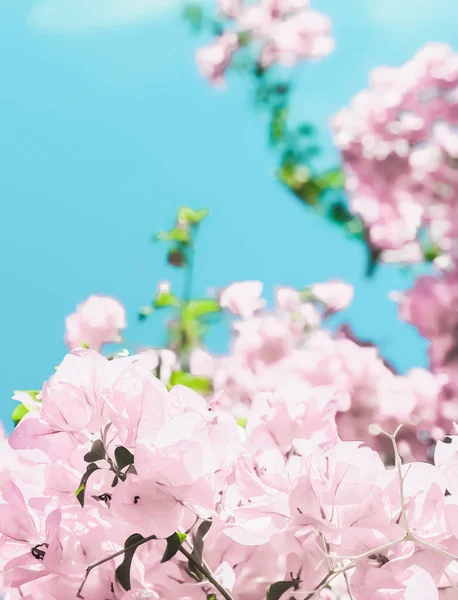Пастельні рожеві квіти і блакитне небо в саду мрії, болото — стокове фото
