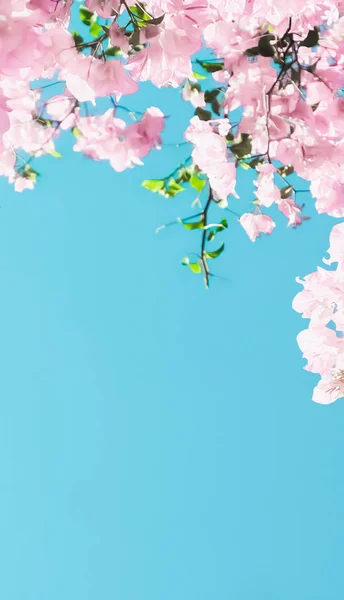 Пастельні рожеві квіти і блакитне небо в саду мрії, болото — стокове фото