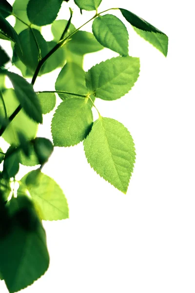 Čerstvé zelené listy na jaře — Stock fotografie