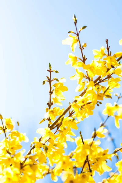 Güzel sarı çiçekler ve arka plan olarak mavi gökyüzü