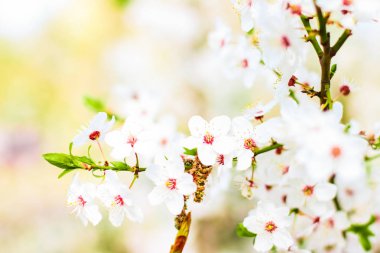Bahar kiraz ağacı çiçeği, doğa artalan olarak beyaz çiçekler