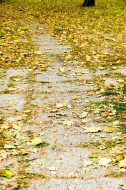 Sonbahar Doğa sahne arka plan, yaprakları ve ağaçlar açık havada