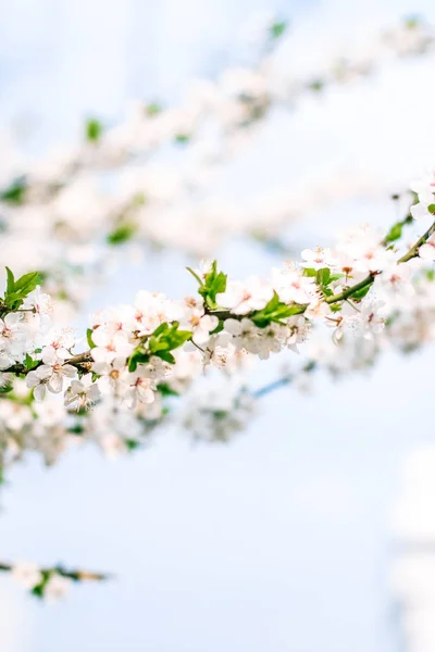 Вишневе дерево розквітає і блакитне небо, білі квіти як фон природи — стокове фото