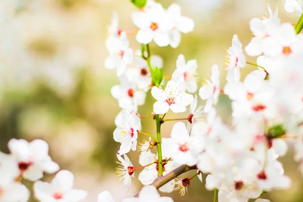 Třešňový strom kvete na jaře, bílé květiny jako přírodní pozadí — Stock fotografie
