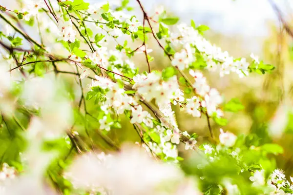 봄의 벚꽃 꽃, 자연 배경으로 하얀 꽃 — 스톡 사진