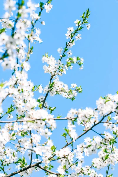 Flor de cerejeira e céu azul, flores brancas como backgr natureza — Fotografia de Stock