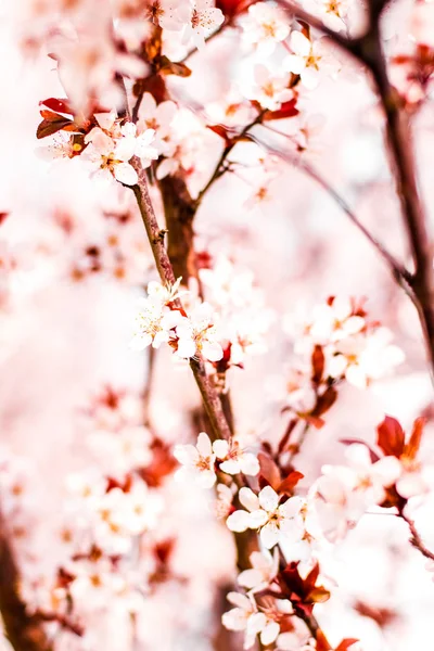 Цветочный цветок весной, розовые цветы как природный фон — стоковое фото