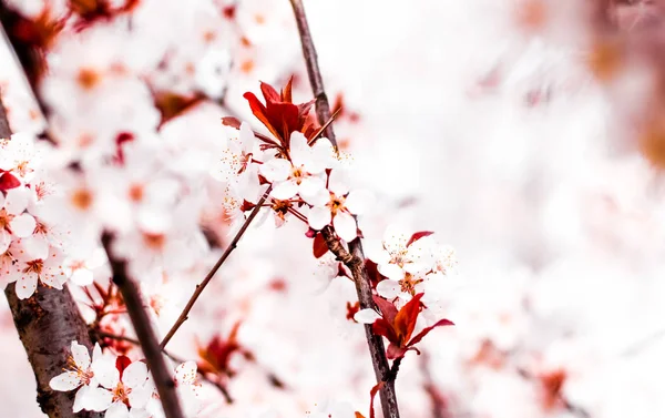 Цветочный цветок весной, розовые цветы как природный фон — стоковое фото
