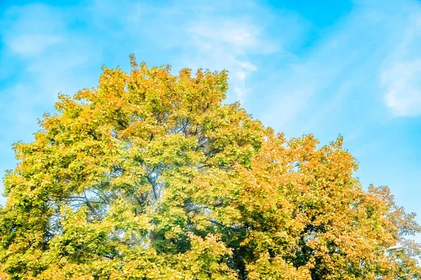 Outono natureza cena fundo, folhas e árvores ao ar livre — Fotografia de Stock