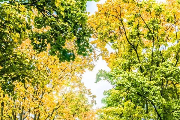 Automne nature scène arrière-plan, feuilles et arbres à l'extérieur — Photo