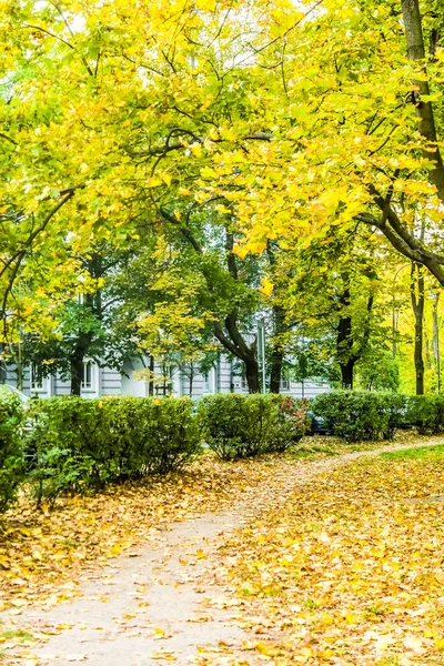 Autumn nature scene background, leaves and trees outdoors — Stock Photo, Image