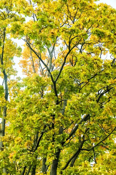 Outono natureza cena fundo, folhas e árvores ao ar livre — Fotografia de Stock