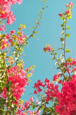 Mercan çiçeklenme çiçekler ve mavi gökyüzü, kadınsı tarzı arka plan