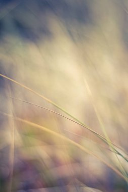 Kırsal alan, kırsal bir gün