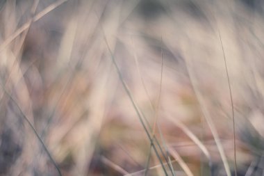 Kırsal alan, kırsal bir gün