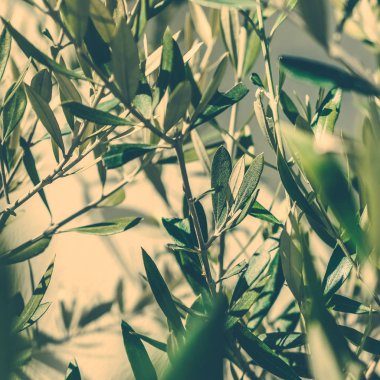 Yunanistan 'da Zeytin Bahçesi