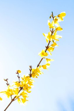 Güzel sarı çiçekler ve arka plan olarak mavi gökyüzü