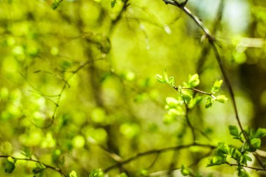 Bahar, Doğa arka planda yeşil yaprakları