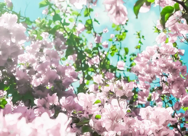 柔和的粉红色盛开的花朵和蓝色的天空在一个梦幻的花园, 飞人 — 图库照片