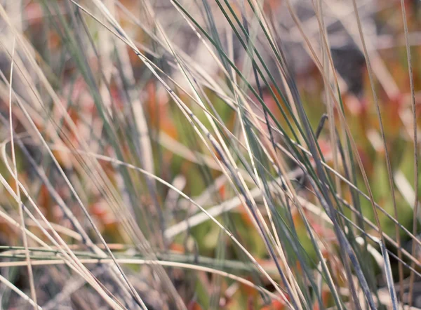 Landelijk gebied, een dag op platteland — Stockfoto