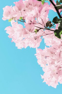 Bir rüya bahçesinde pastel pembe çiçeklenme çiçekler ve mavi gökyüzü, Flo