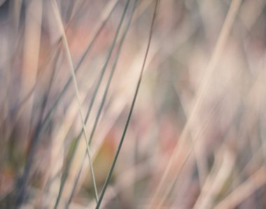 Kırsal alan, kırsal bir gün