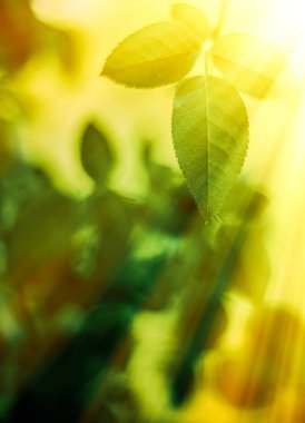 Baharda taze yeşil yapraklar