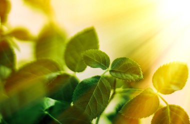 Baharda taze yeşil yapraklar