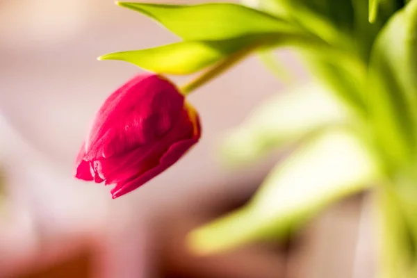 Bouquet de belles tulipes, fond floral — Photo