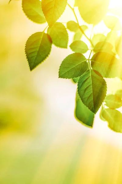 Fresh green leaves in spring — Stock Photo, Image