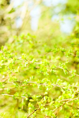 Bahar, Doğa arka planda yeşil yaprakları