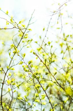 Bahar, Doğa arka planda yeşil yaprakları