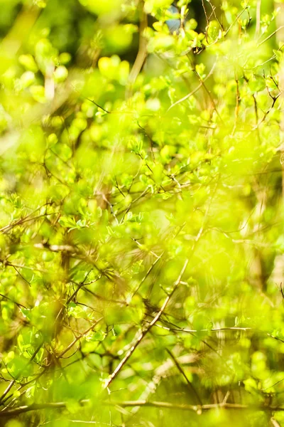 Groene bladeren in de lente, natuur achtergrond — Stockfoto