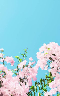 Bir rüya bahçesinde pastel pembe çiçeklenme çiçekler ve mavi gökyüzü, Flo