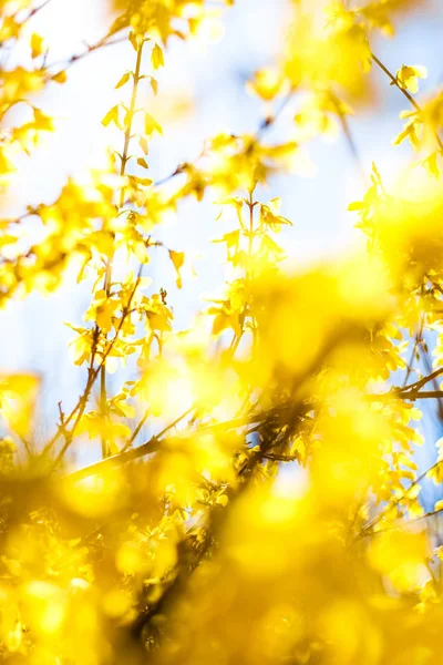 Gyönyörű sárga virágok és kék ég a háttérben — Stock Fotó